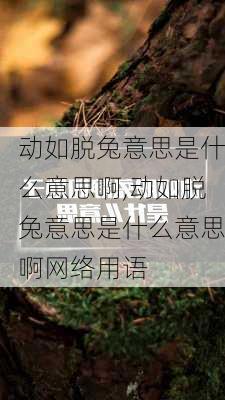 动如脱兔意思是什么意思啊,动如脱兔意思是什么意思啊网络用语