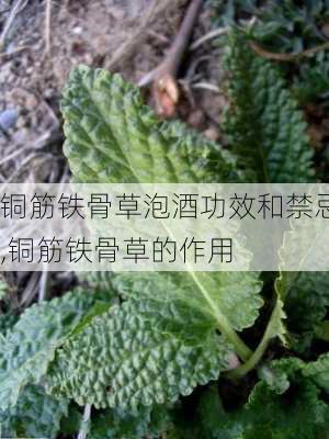 铜筋铁骨草泡酒功效和禁忌,铜筋铁骨草的作用