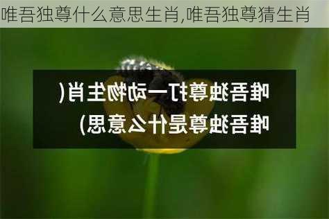 唯吾独尊什么意思生肖,唯吾独尊猜生肖