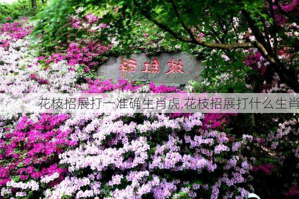 花枝招展打一准确生肖虎,花枝招展打什么生肖