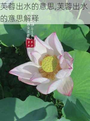 芙蓉出水的意思,芙蓉出水的意思解释