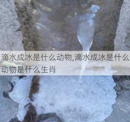 滴水成冰是什么动物,滴水成冰是什么动物是什么生肖