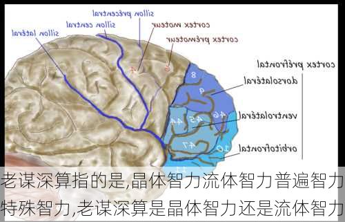 老谋深算指的是,晶体智力流体智力普遍智力特殊智力,老谋深算是晶体智力还是流体智力