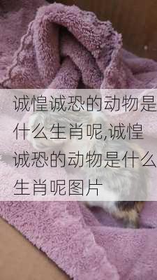 诚惶诚恐的动物是什么生肖呢,诚惶诚恐的动物是什么生肖呢图片