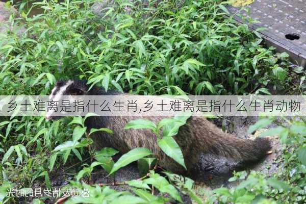 乡土难离是指什么生肖,乡土难离是指什么生肖动物