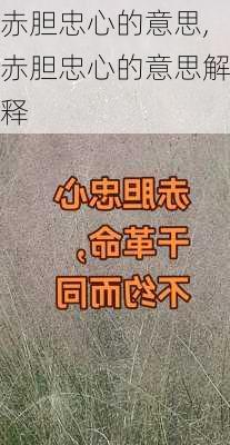 赤胆忠心的意思,赤胆忠心的意思解释